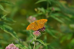 Keisermantel, der Gattung Argynnis