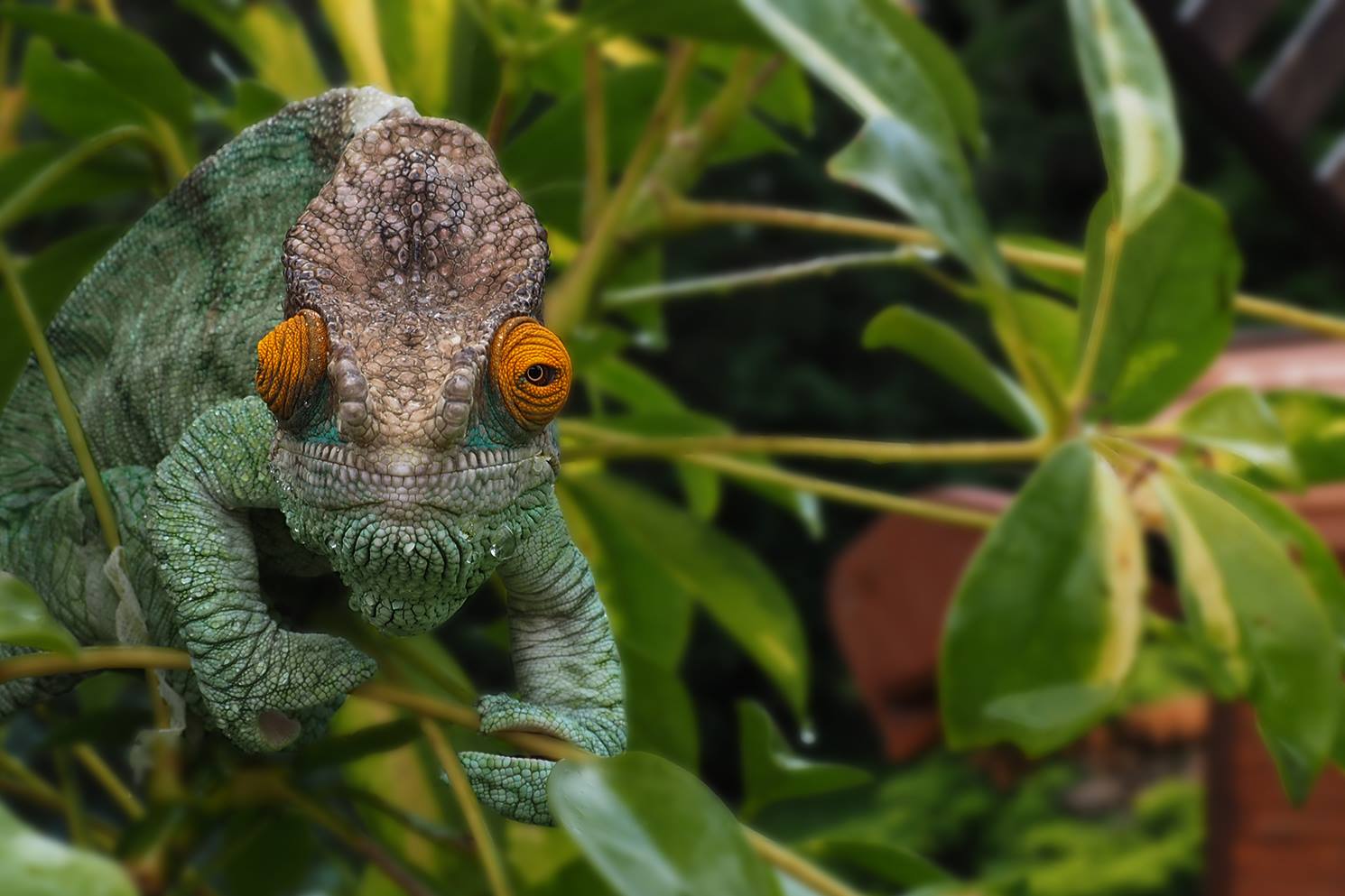 Keith - Calumma Parsonii, orange eye