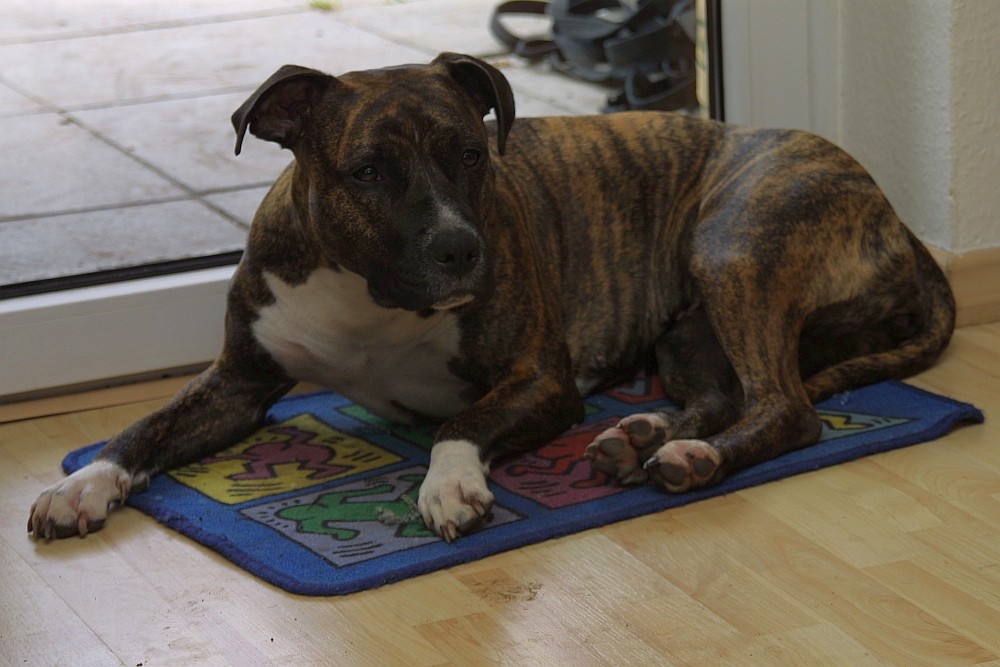 Keith Haring vs. Dog