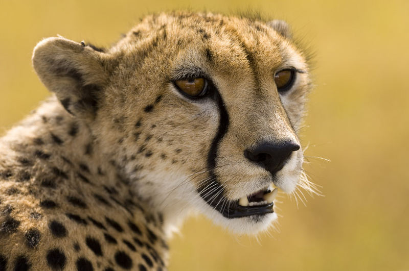 Keke - the daughter of princess of Masai Mara