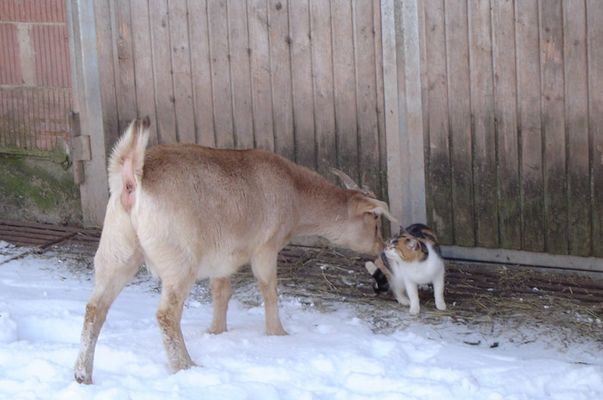 Keks trifft auf Katze