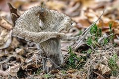 Kelch mit Durchblick