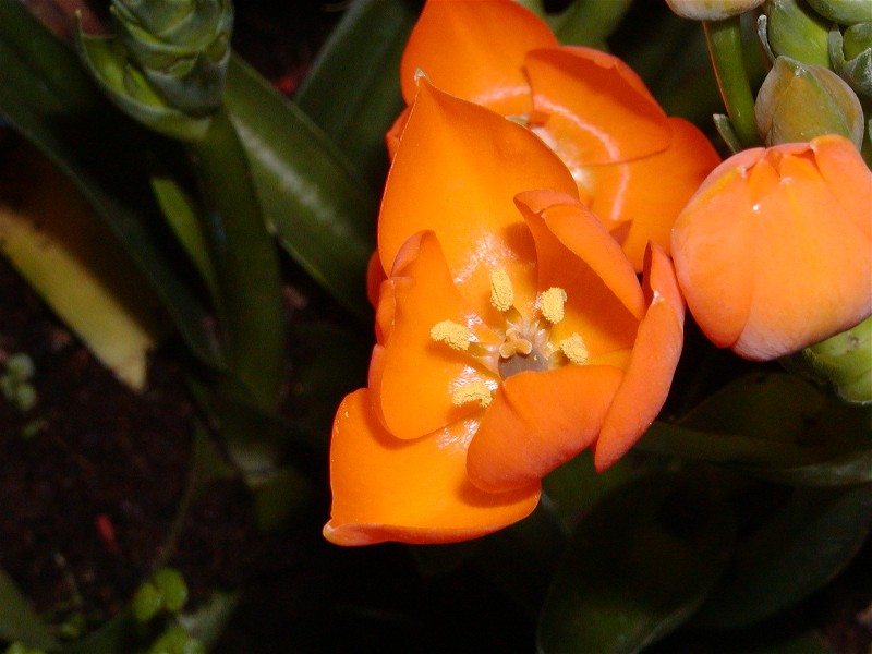 'Kelch orange'