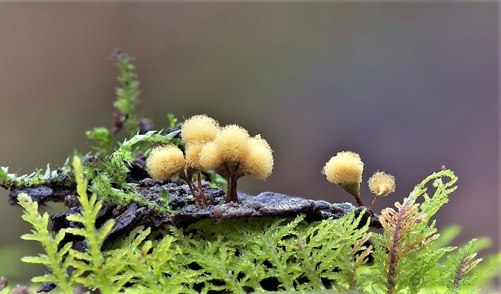 Kelch-Scheinhaarstäubling (Hemitrichia calculata) 