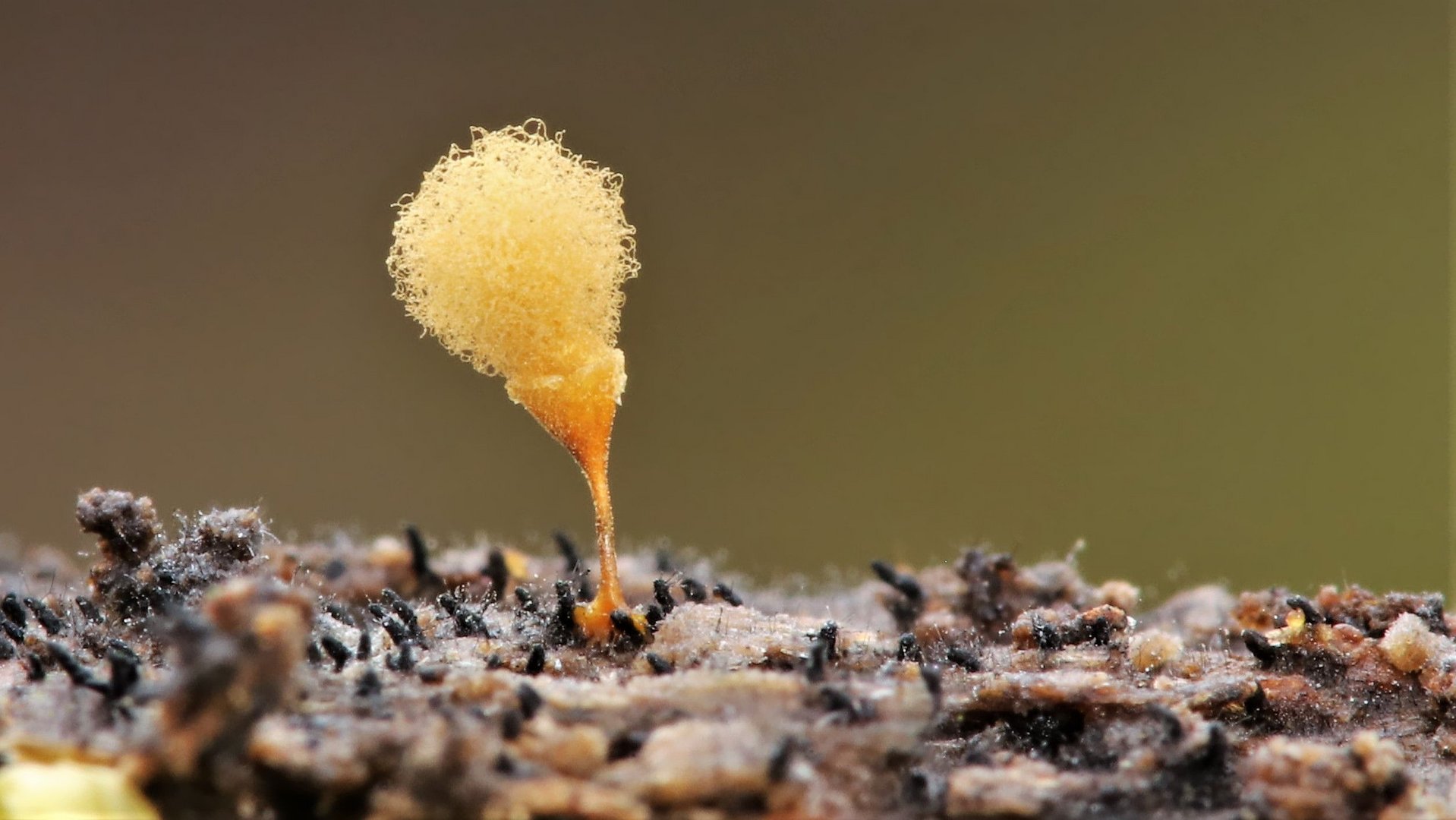 Kelch-Scheinhaarstäubling (Hemitrichia calculata)  NE  