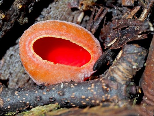 Kelchbecherling (Sarcoscypha) 