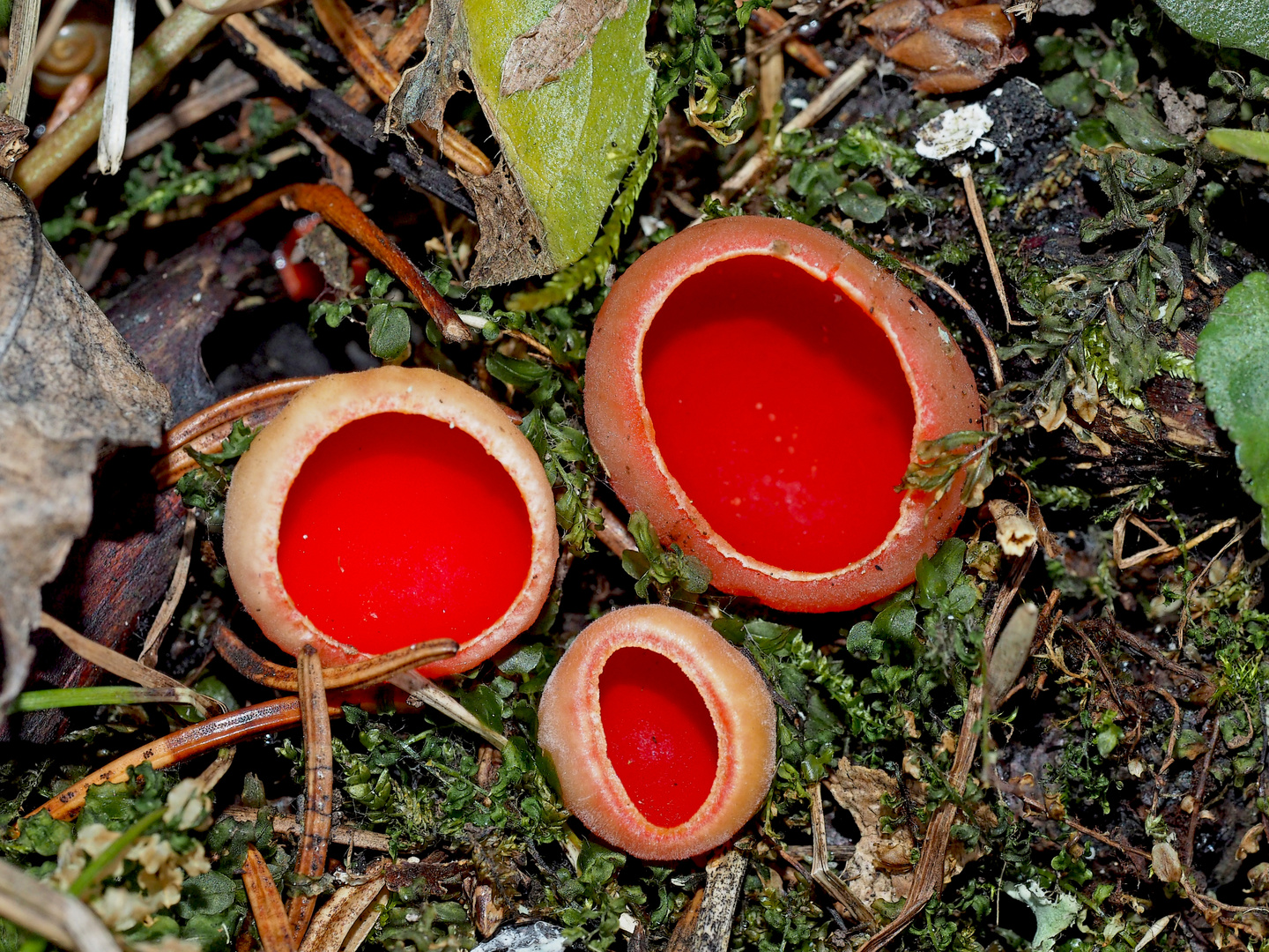 Kelchbecherlinge (Sarcoscypha) im tiefen Wald.