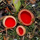 Kelchbecherlinge (Sarcoscypha) im tiefen Wald.