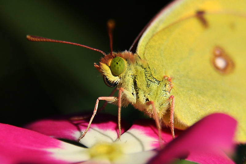 Kelebek Portresi (Butterfly Portrait)