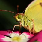 Kelebek Portresi (Butterfly Portrait)