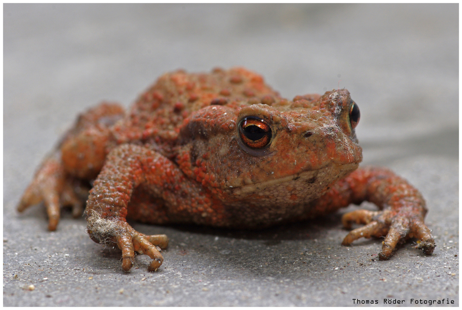 Keller Frosch II