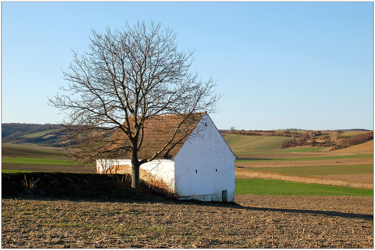 Keller mit Baum