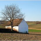 Keller mit Baum