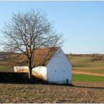 Keller mit Baum