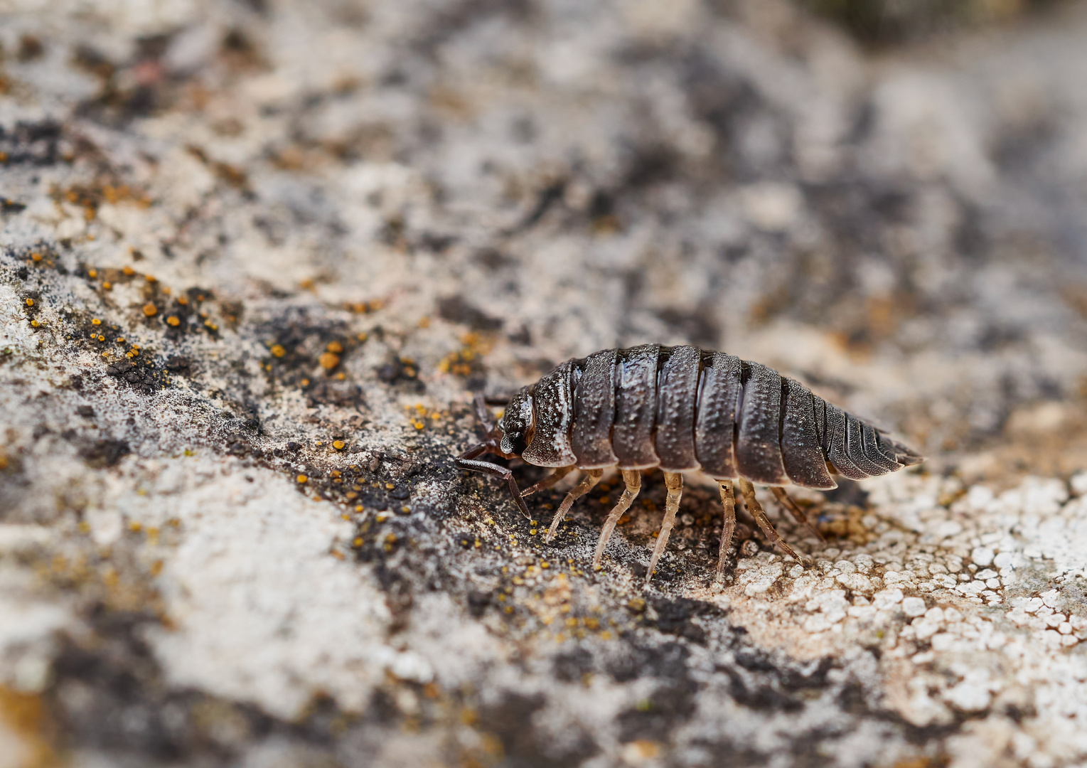 Kellerassel Foto & Bild natur, tiere, wildlife Bilder auf