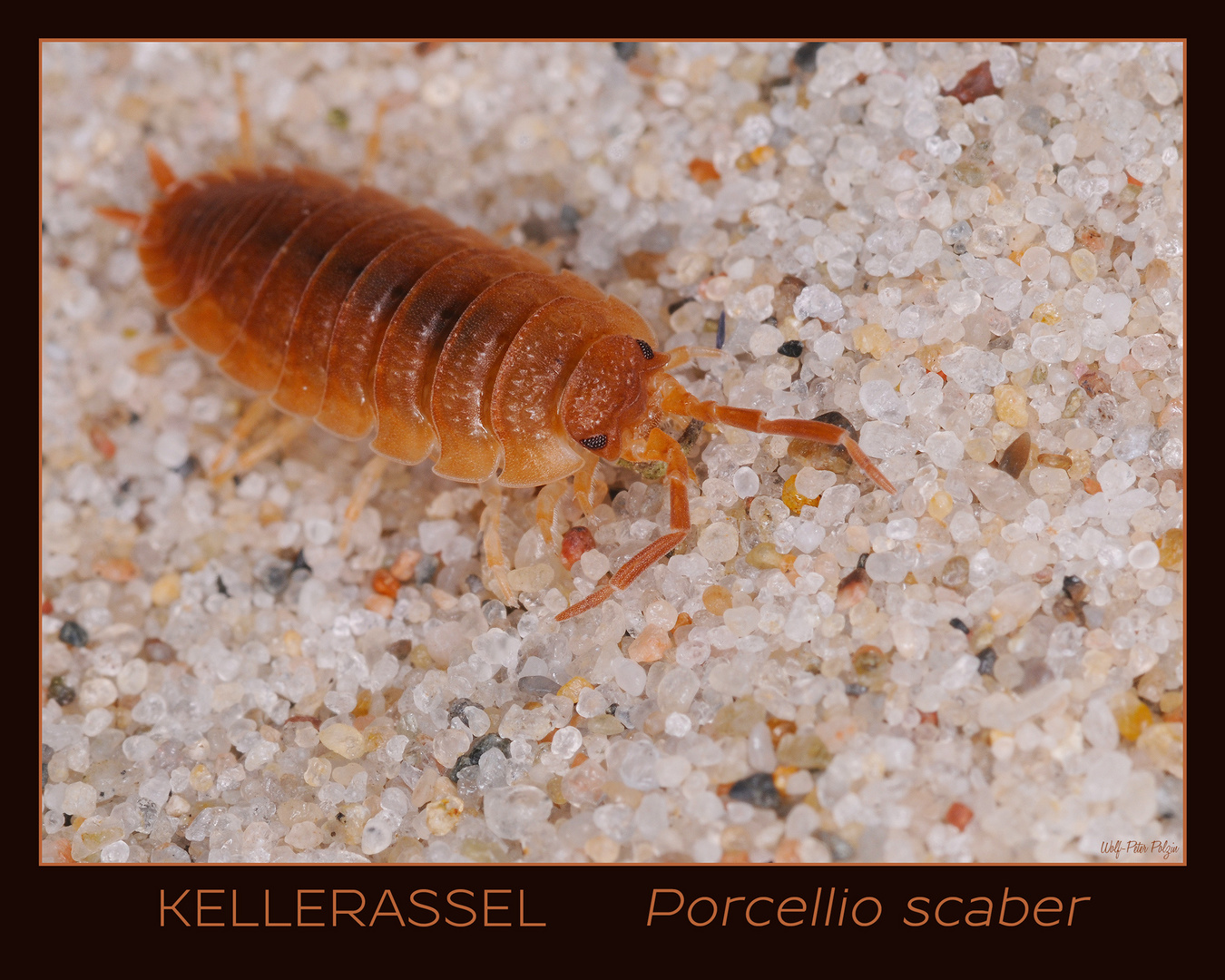 Kellerassel - Porcellio scaber (5723)