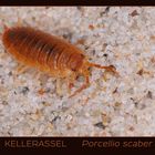 Kellerassel - Porcellio scaber (5723)