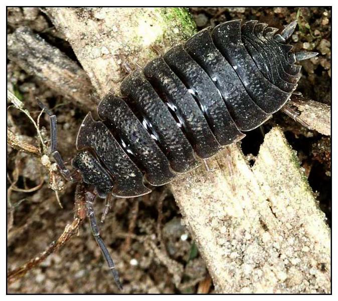 Kellerassel- Porcellio scaber