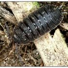 Kellerassel- Porcellio scaber