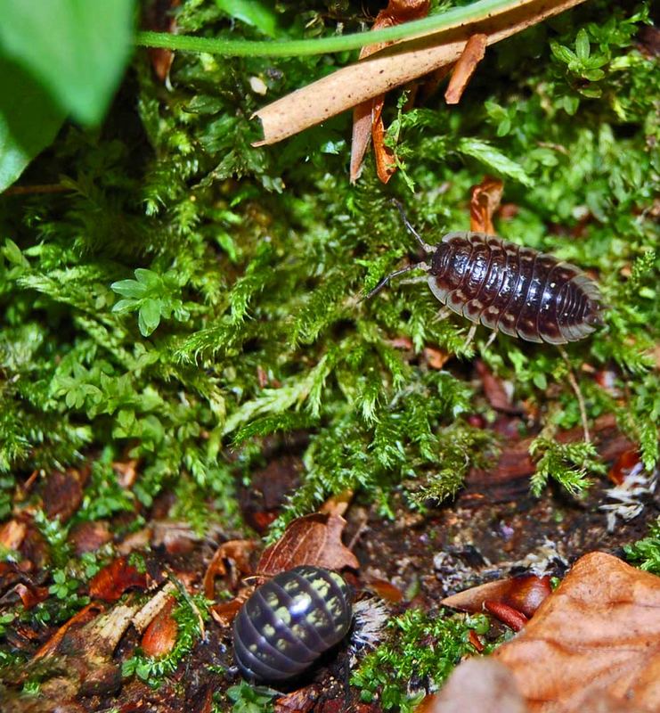 Kellerasselamazonas - Refugium der Panzerknacker