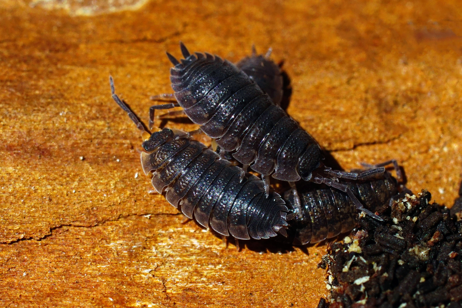 Kellerasseln - (Porcellio scaber)