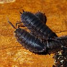 Kellerasseln - (Porcellio scaber)