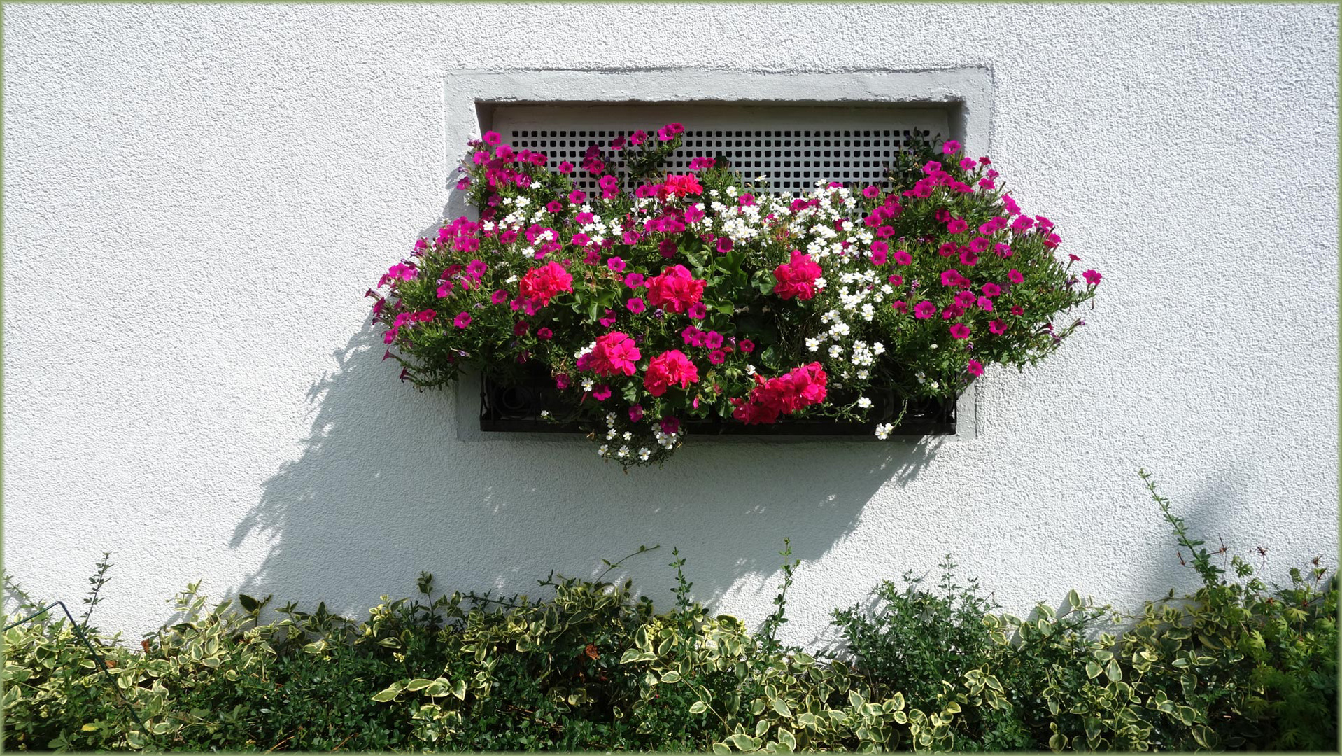 Kellerfensterblumen-