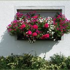 Kellerfensterblumen-