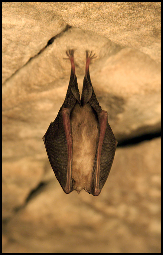 Kellergast Fledermaus | Wildlife | 30 s + Minitaschenlampe