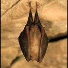 Kellergast Fledermaus | Wildlife | 30 s + Minitaschenlampe