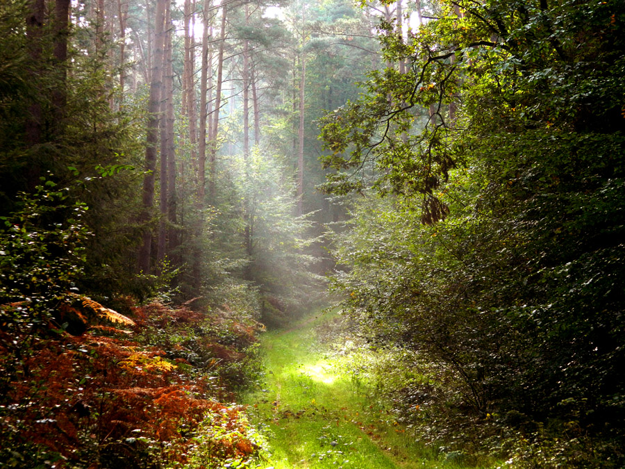 Kellerswald im Herbst