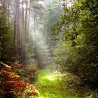 Kellerswald im Herbst