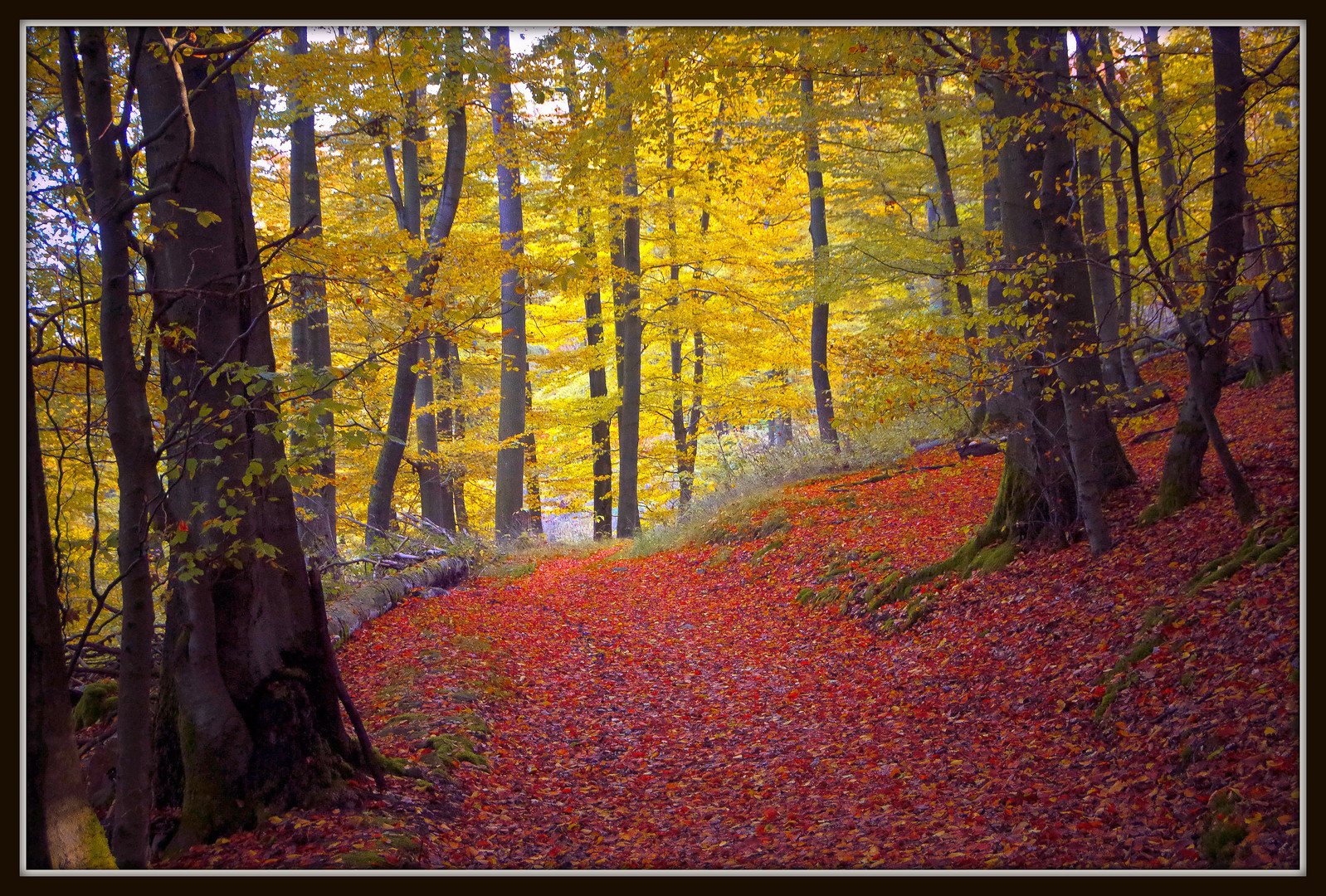 Kellerwald am Morgen