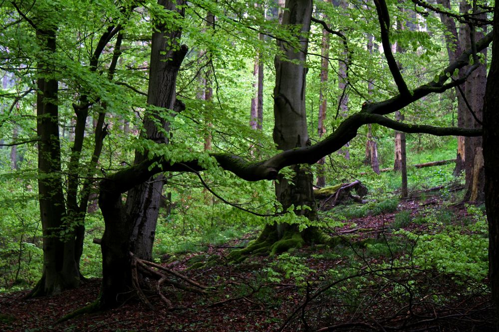 Kellerwald im Mai 2