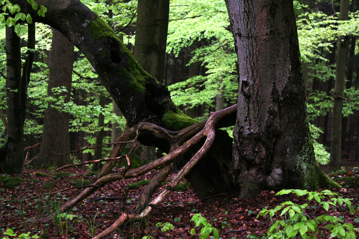 Kellerwald im Mai 3