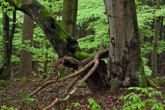 Kellerwald im Mai 3 überarbeitet