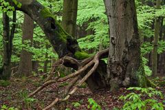 Kellerwald im Mai 3 überarbeitet