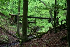 Kellerwald im Mai 4