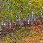 Kellerwald im Sommer