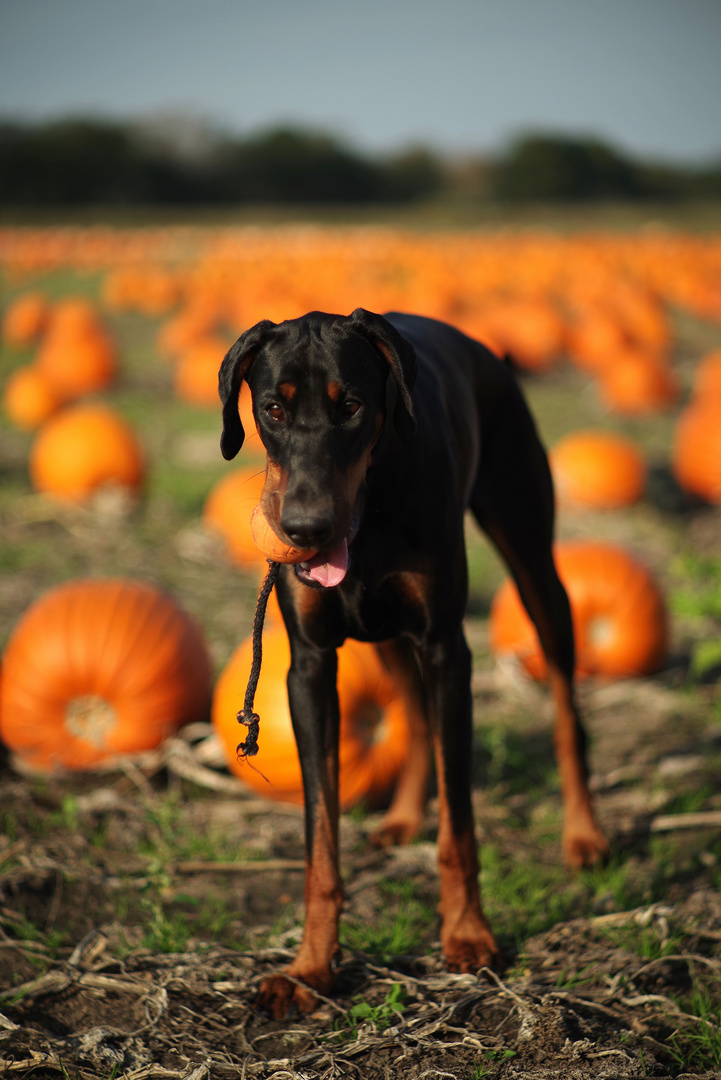 Kelly - 20 Monate - weltbester Ballsuchhund!