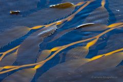 Kelp