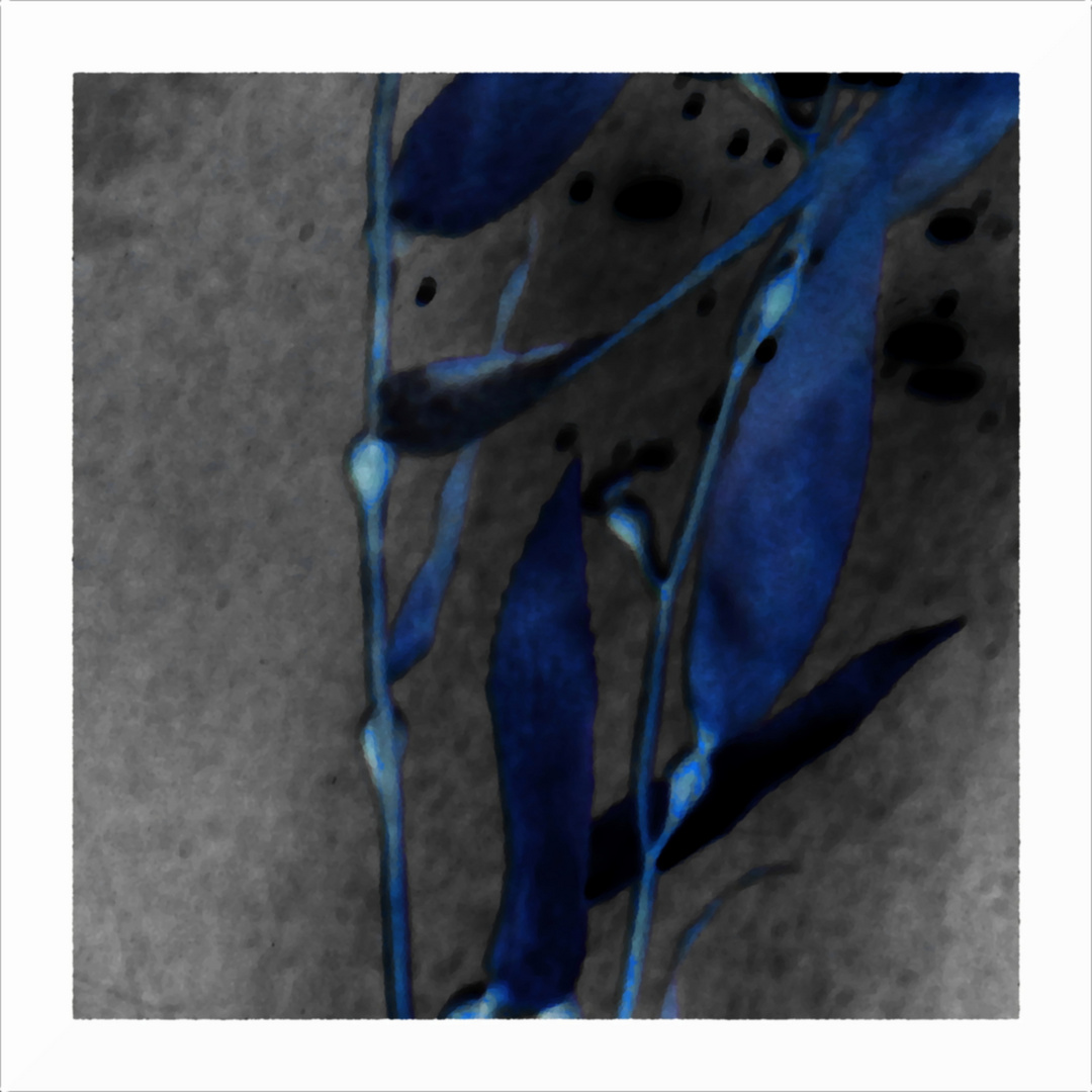 Kelp, blau