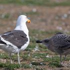 Kelp Gull (Larus dominicanus)