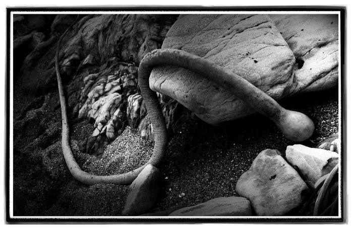 Kelp On Rock