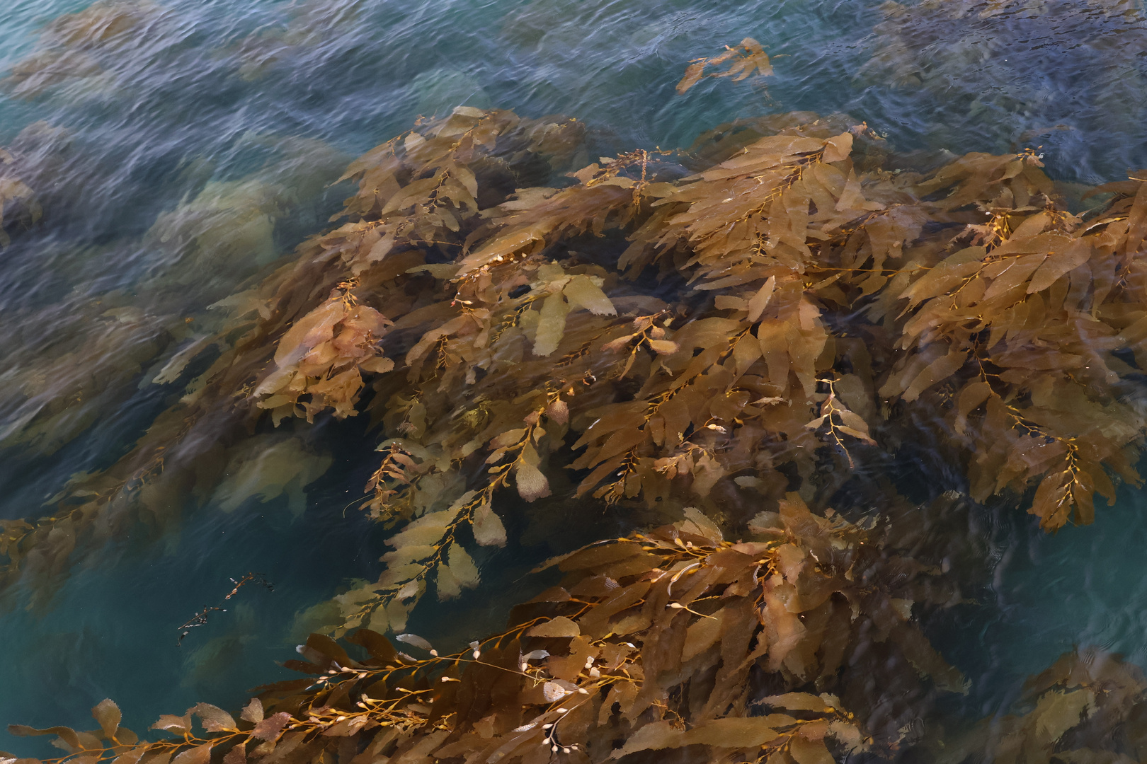 Kelp-Teppich