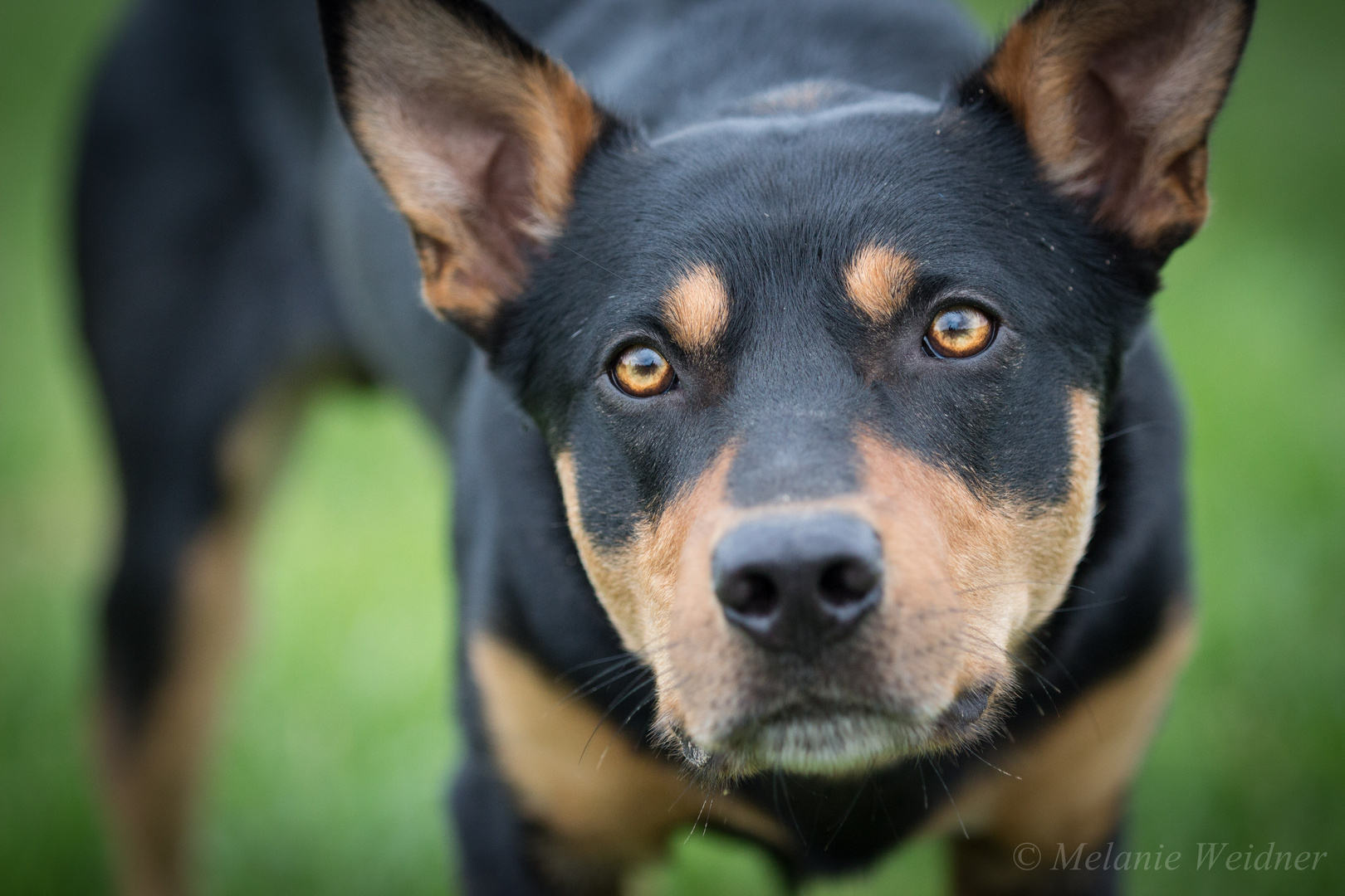 Kelpie