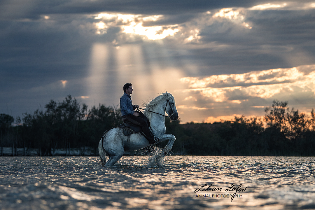 Kelpie