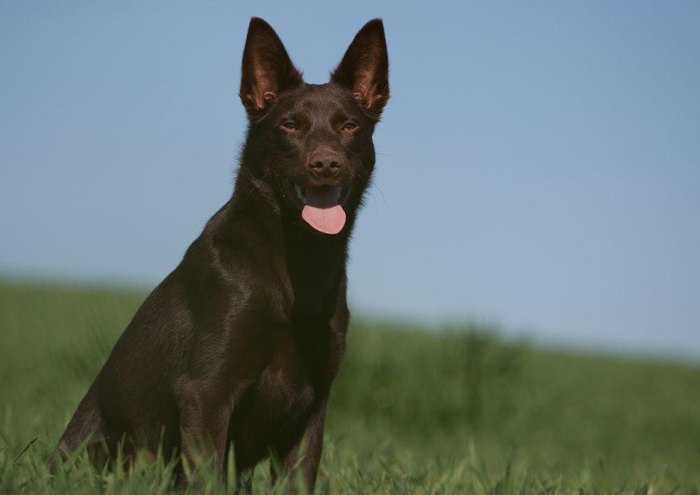 Kelpie Fellow 7,5 Monate Portrait