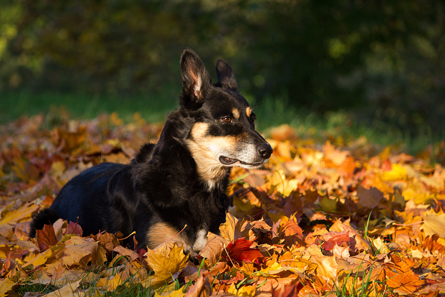 Kelpie im Herbst