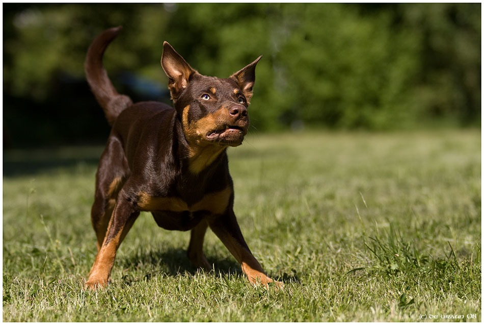 Kelpie 'Rudi'